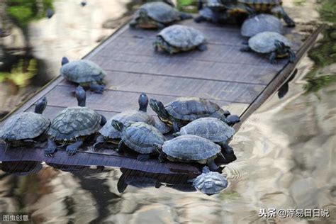 龜風水|養龜風水 